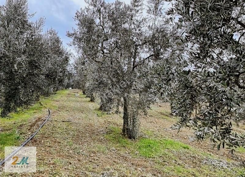 2m Yatırım'dan İznik Aydınlar Köyinde Satılık Zeytinlik - Görsel 22