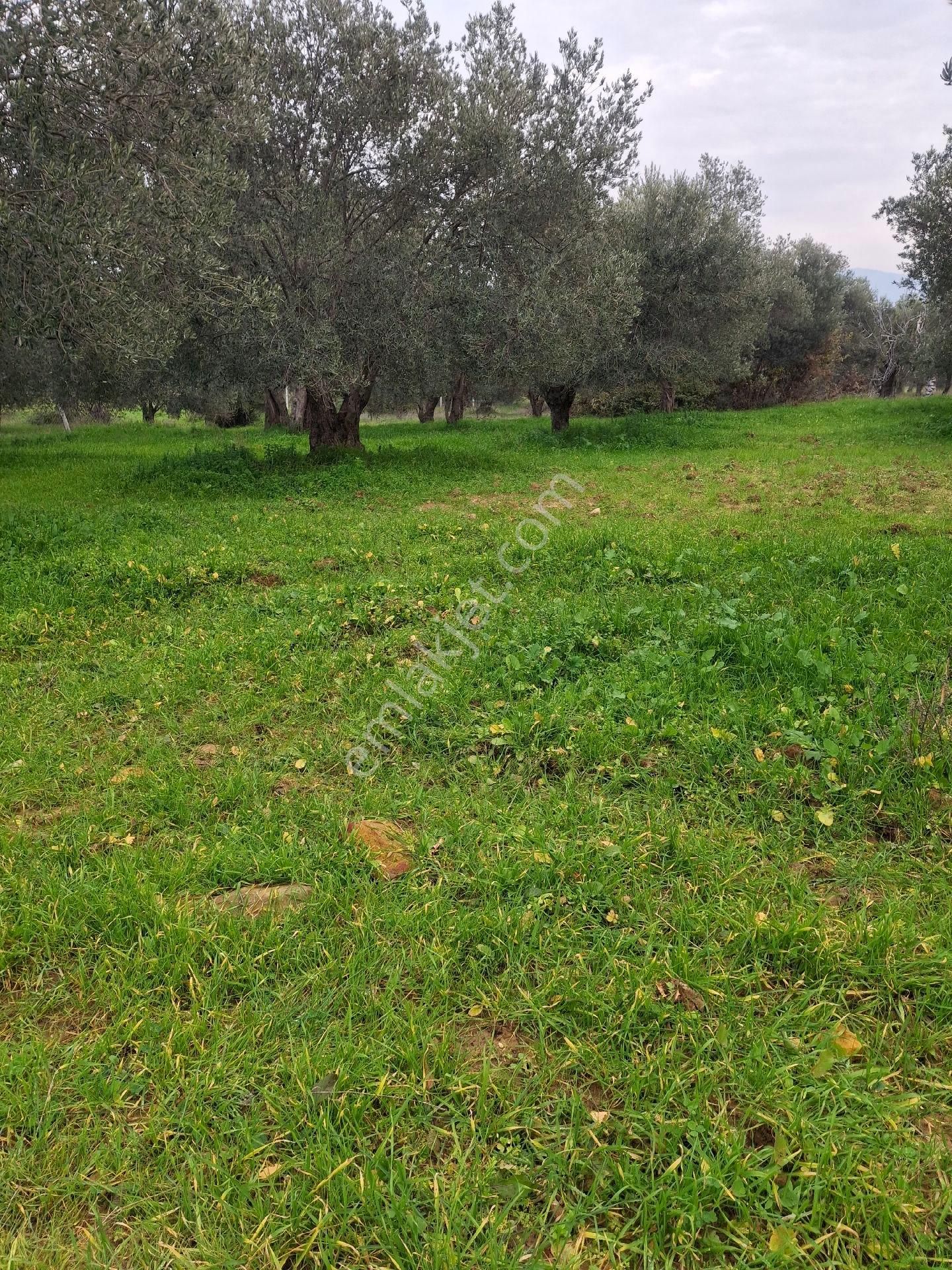 Mirya'dan Satılık Zeytinlik - Görsel 21