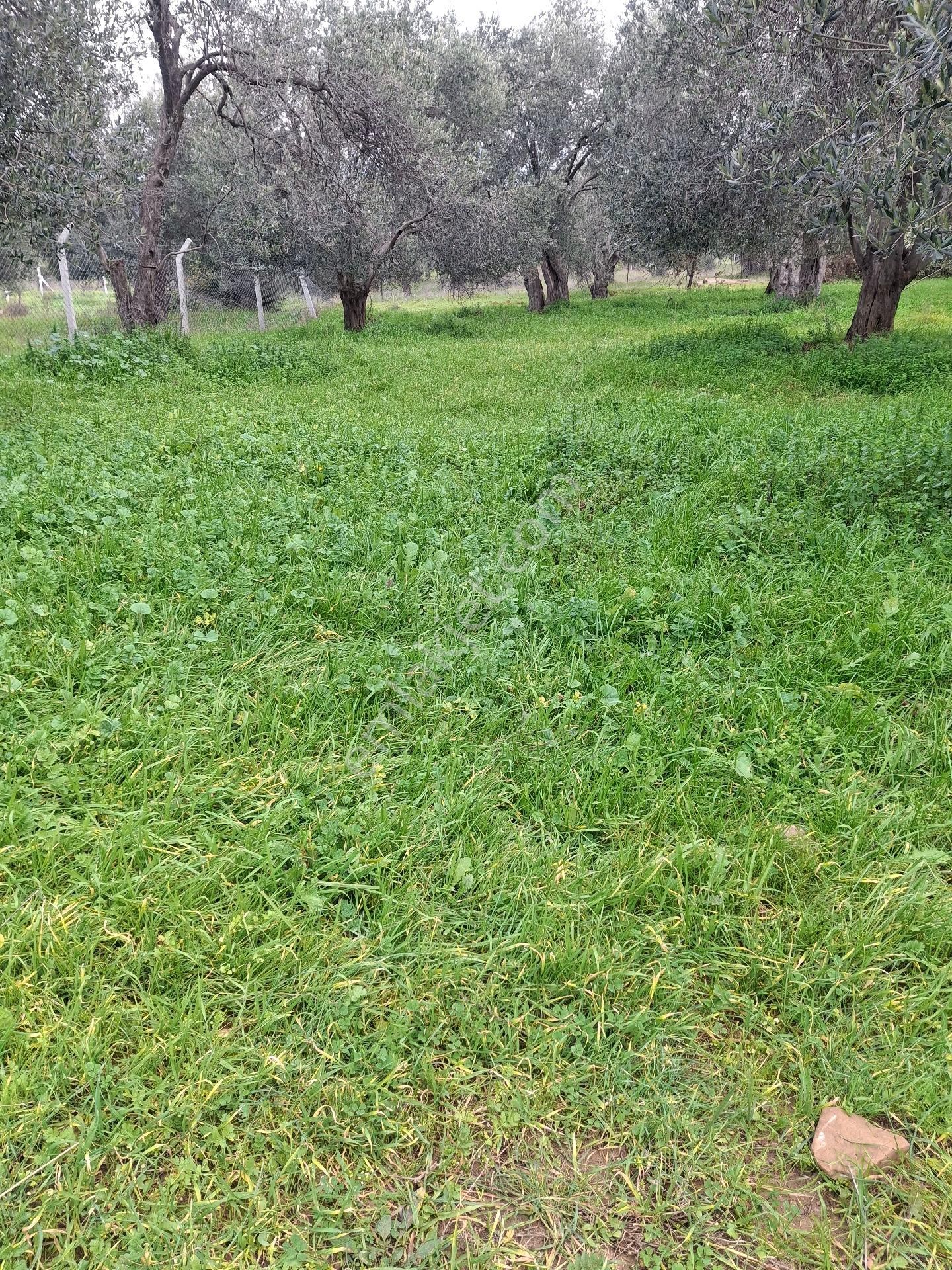 Mirya'dan Satılık Zeytinlik - Görsel 6