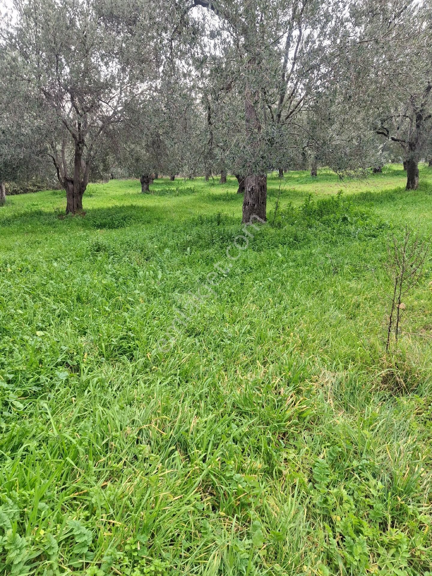 Mirya'dan Satılık Zeytinlik - Görsel 2