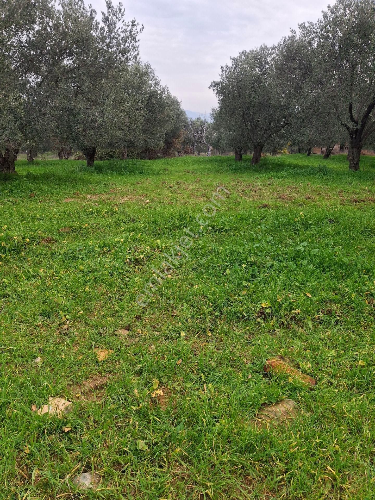Mirya'dan Satılık Zeytinlik - Görsel 15