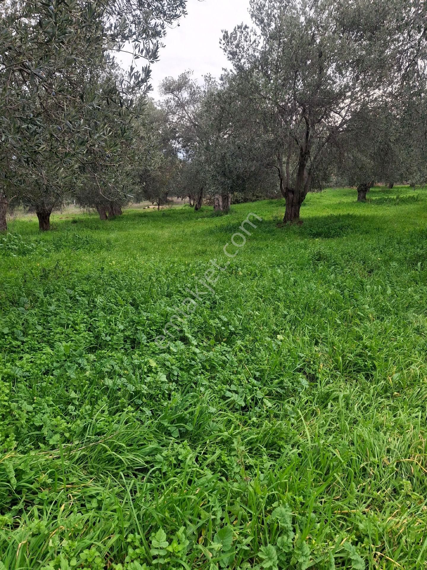 Mirya'dan Satılık Zeytinlik