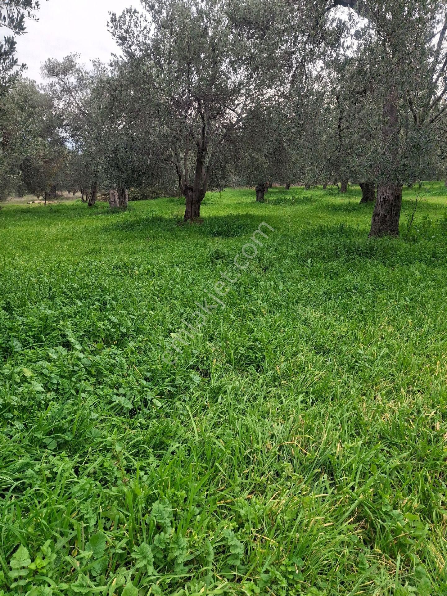 Mirya'dan Satılık Zeytinlik - Görsel 3