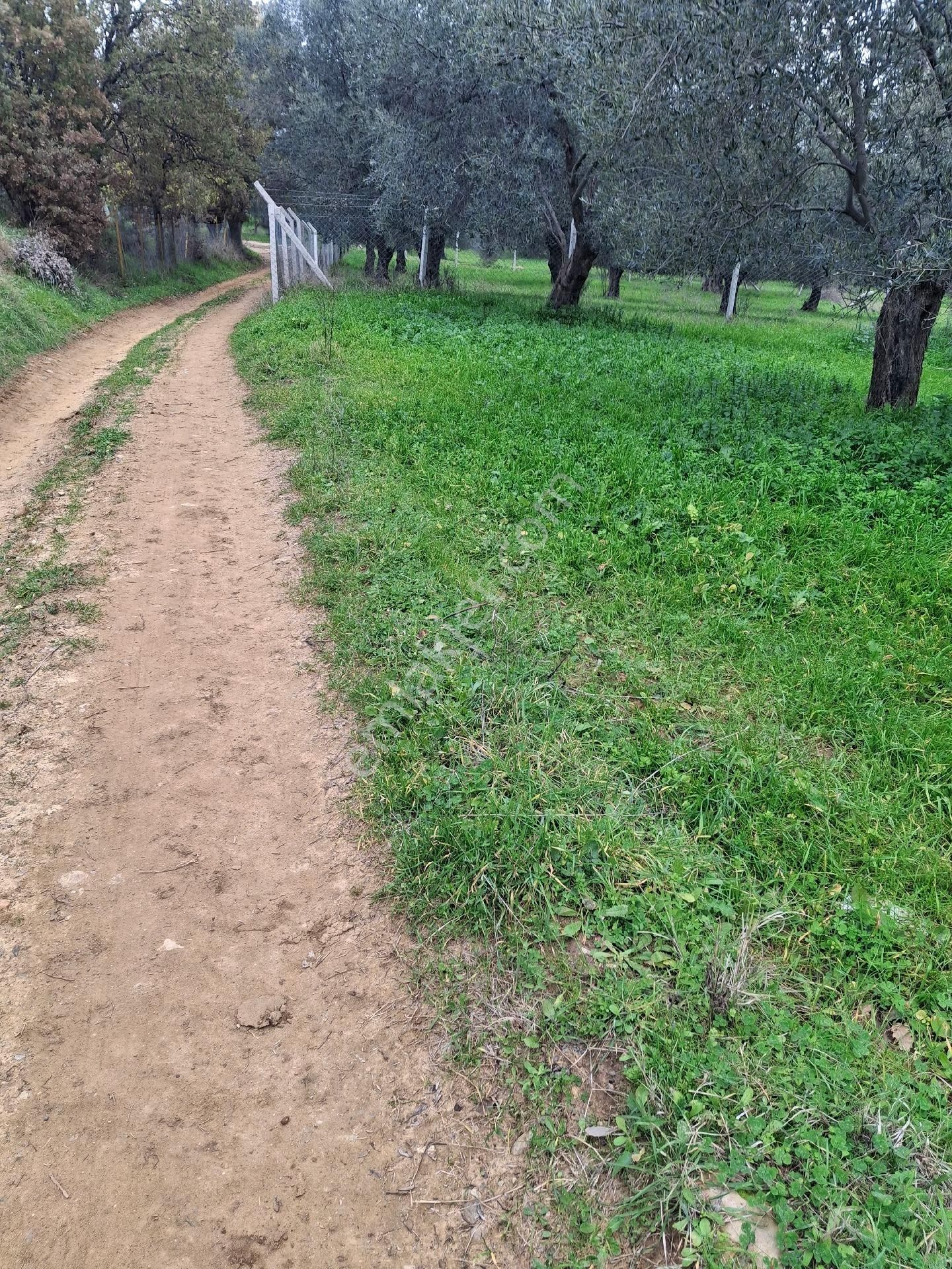 Mirya'dan Satılık Zeytinlik - Görsel 12