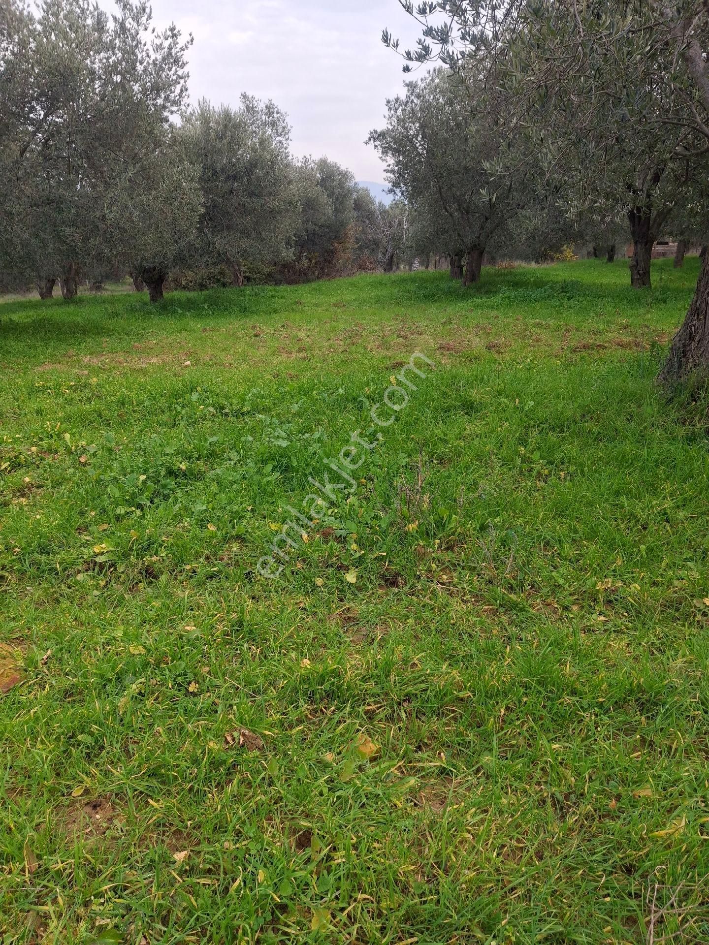 Mirya'dan Satılık Zeytinlik - Görsel 18