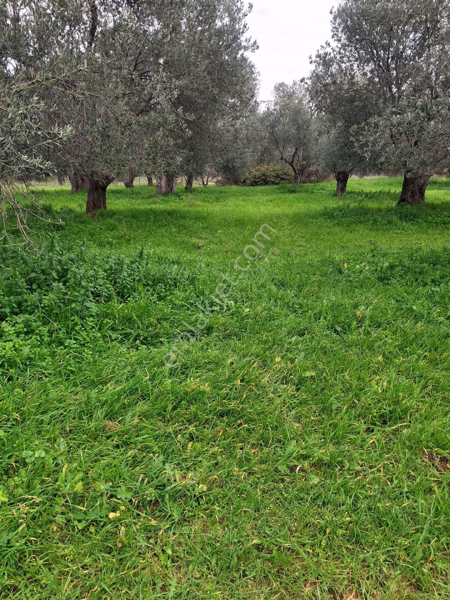 Mirya'dan Satılık Zeytinlik - Görsel 9