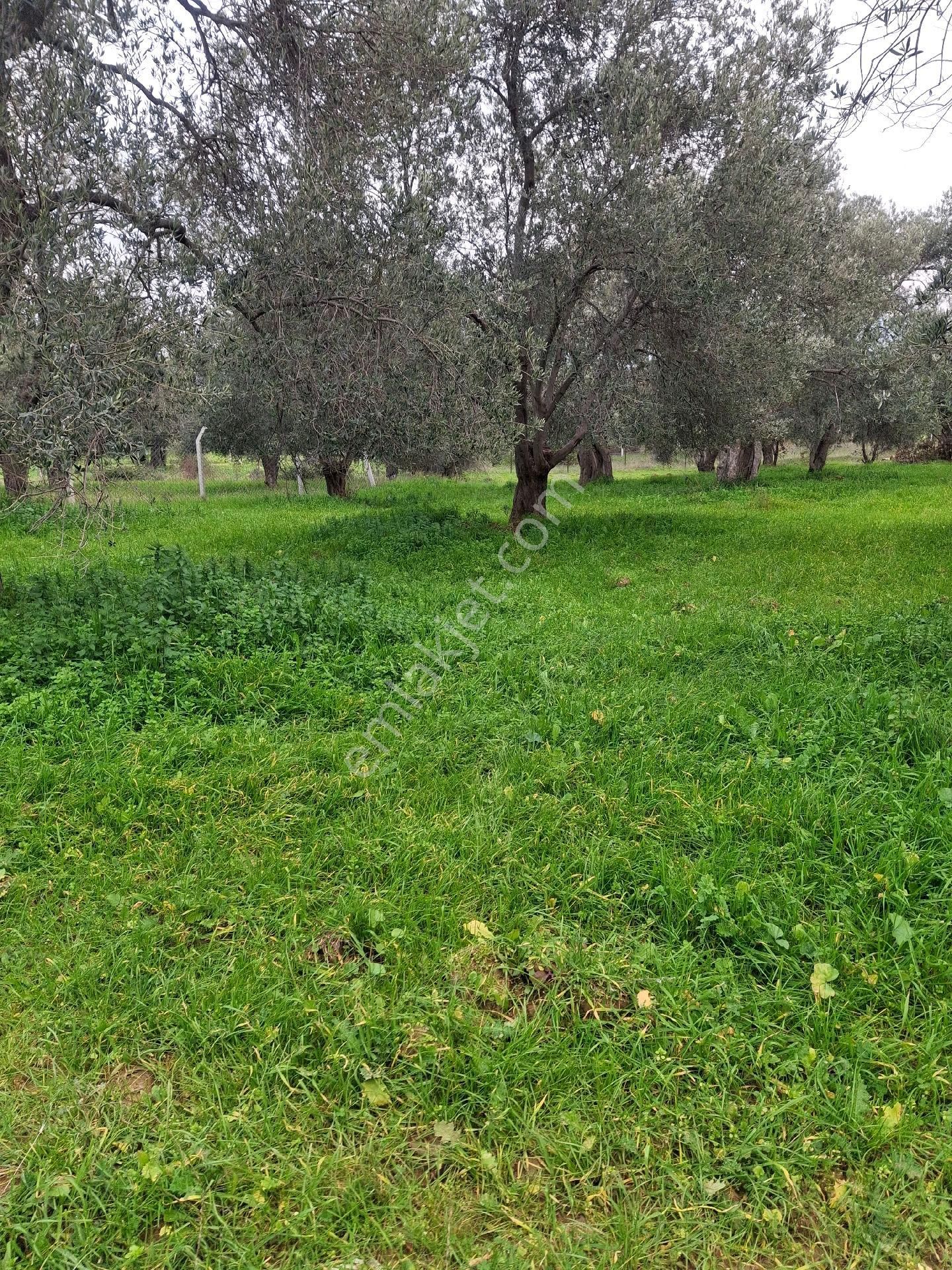 Mirya'dan Satılık Zeytinlik - Görsel 10
