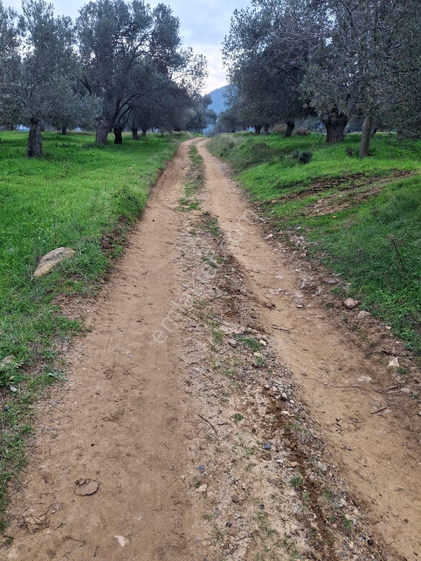 Mirya'dan Satılık Zeytinlik - Görsel 8