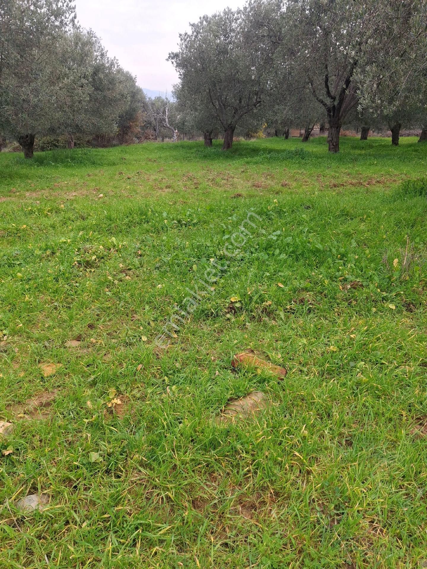 Mirya'dan Satılık Zeytinlik - Görsel 16