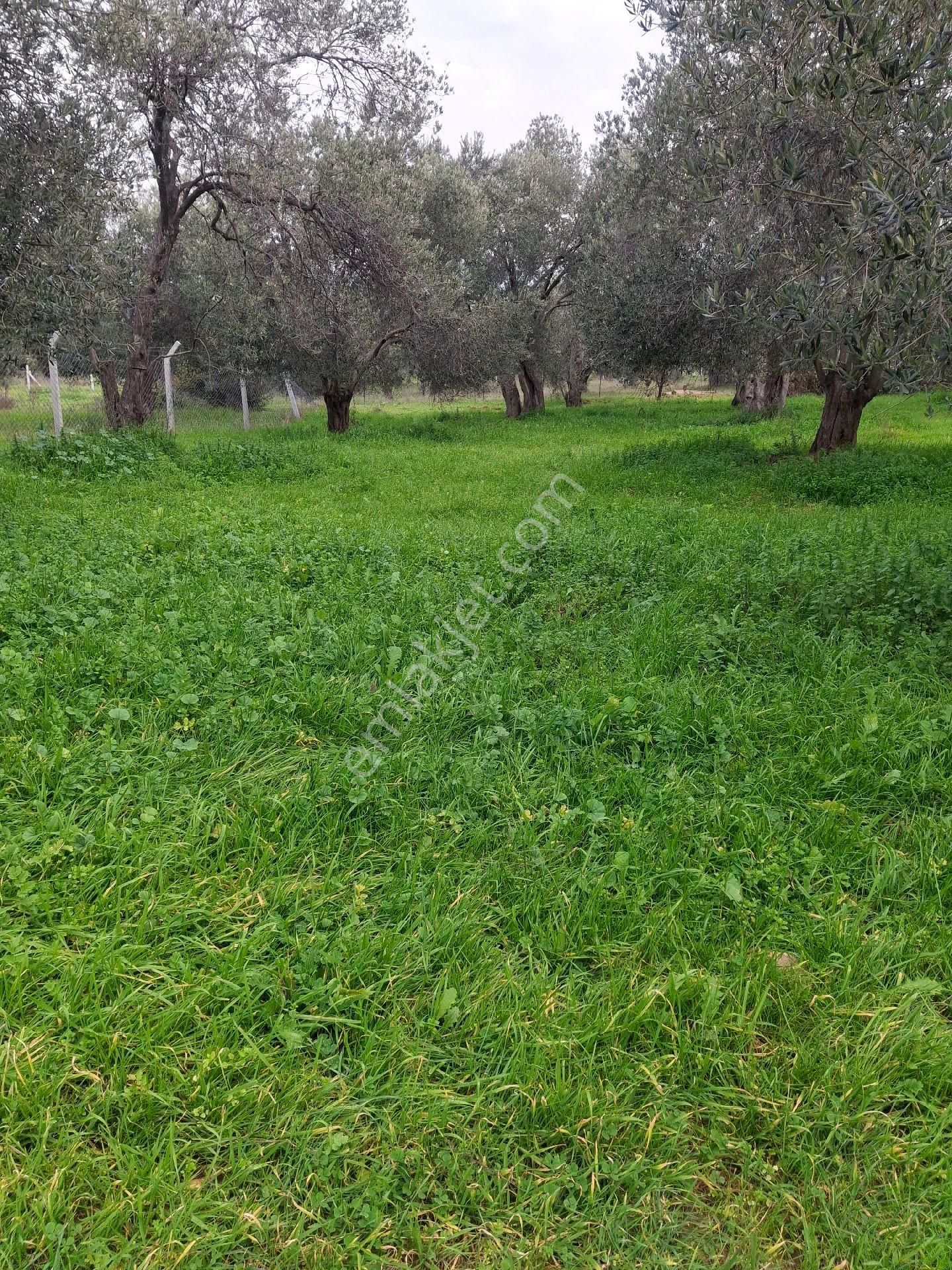 Mirya'dan Satılık Zeytinlik - Görsel 5