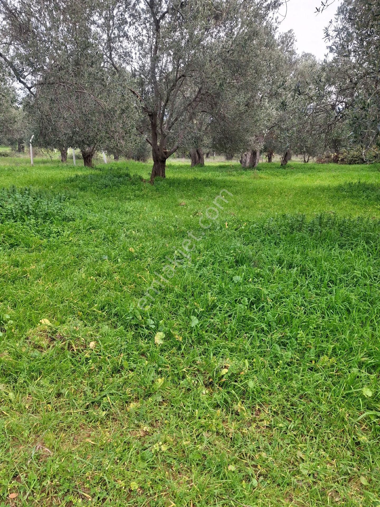 Mirya'dan Satılık Zeytinlik - Görsel 11
