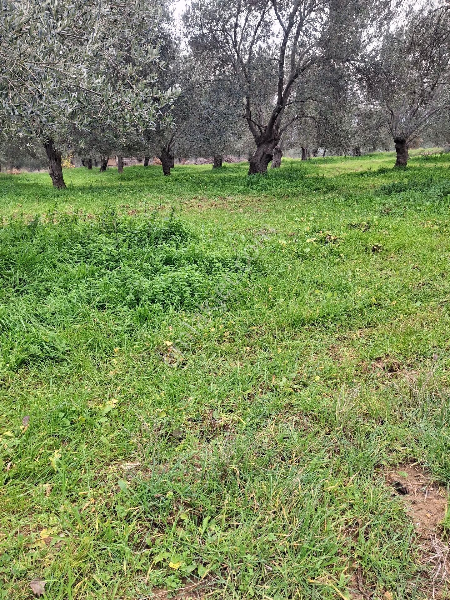 Mirya'dan Satılık Zeytinlik - Görsel 23