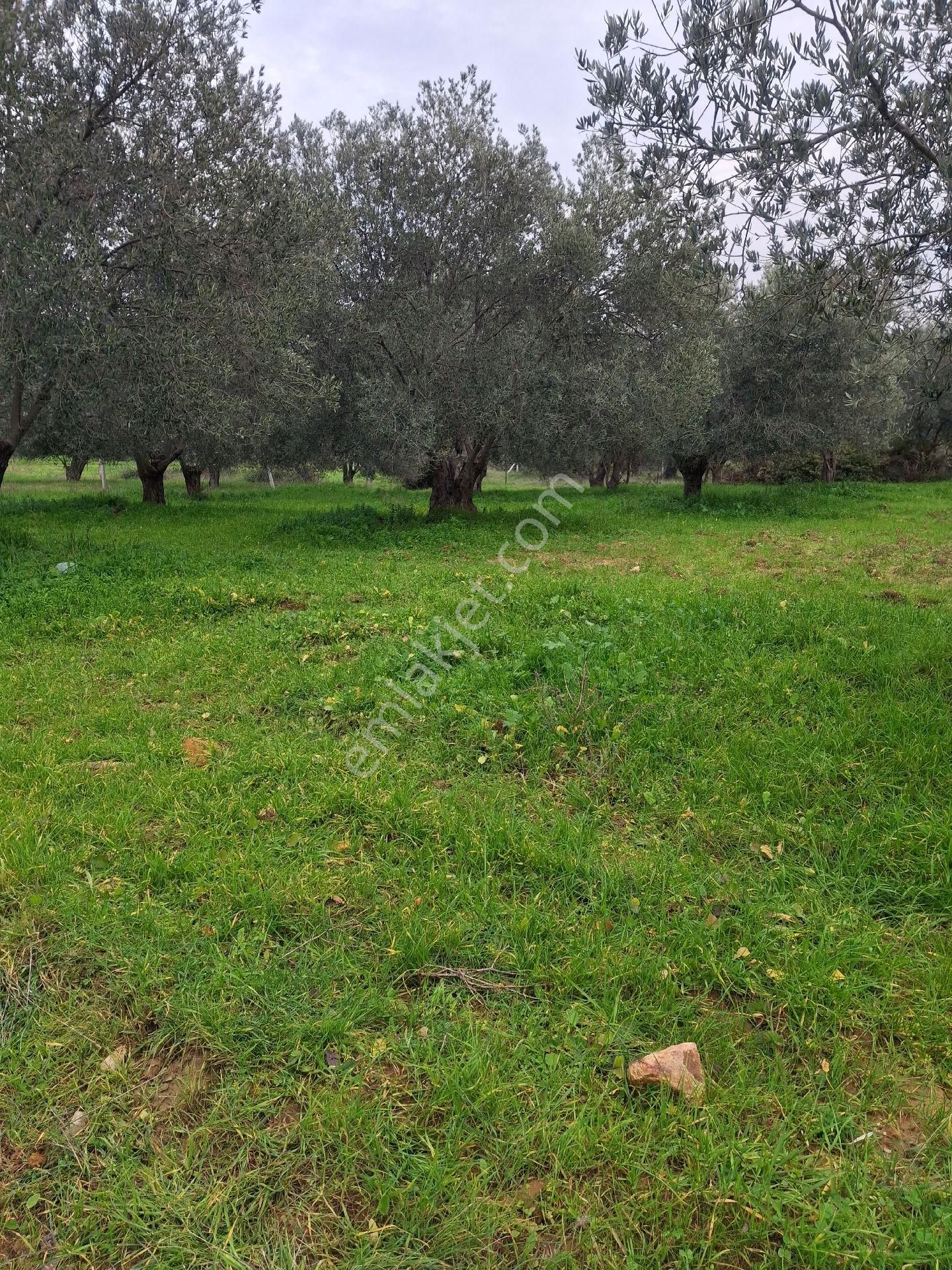 Mirya'dan Satılık Zeytinlik - Görsel 20
