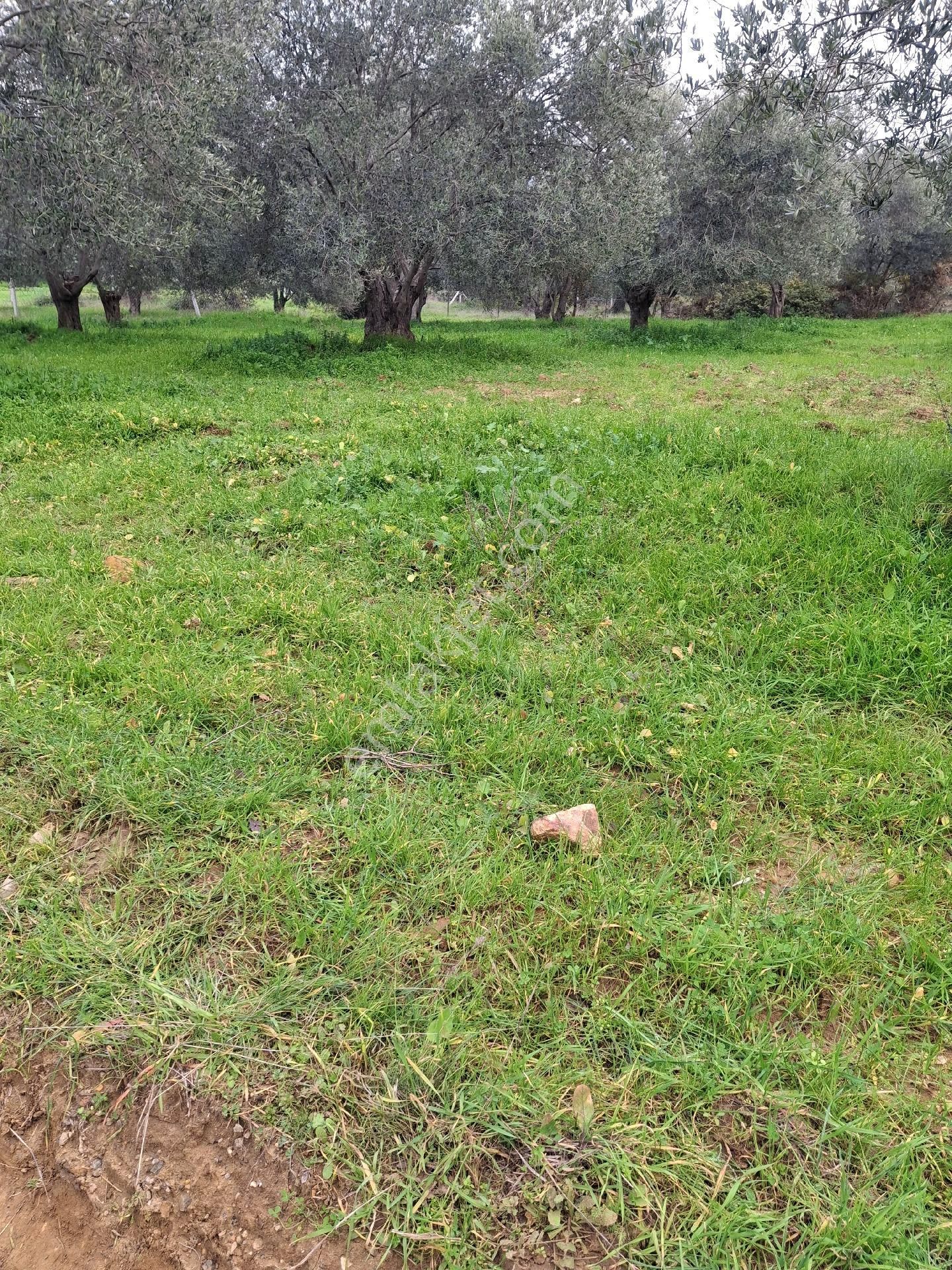 Mirya'dan Satılık Zeytinlik - Görsel 25