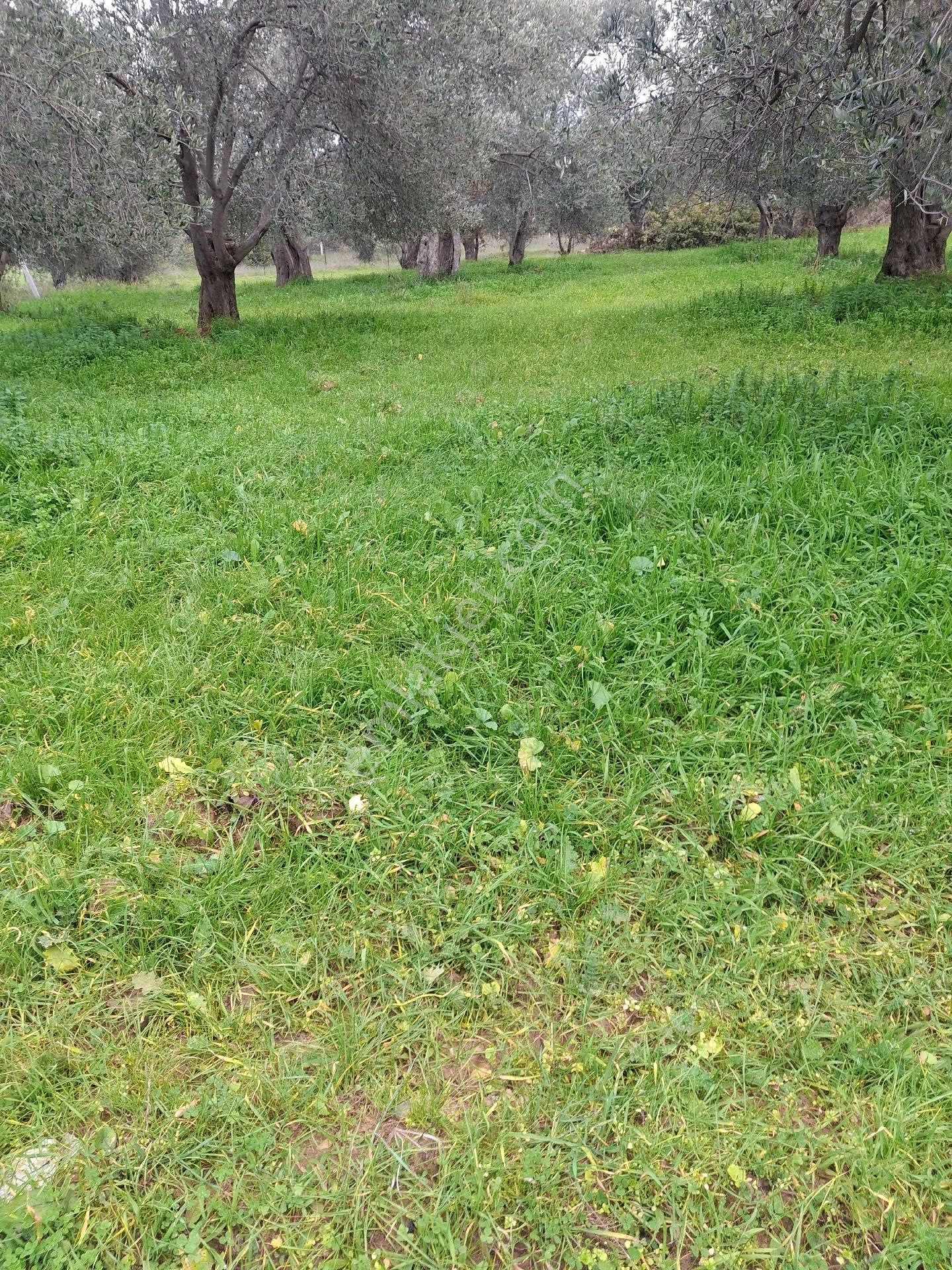 Mirya'dan Satılık Zeytinlik - Görsel 14