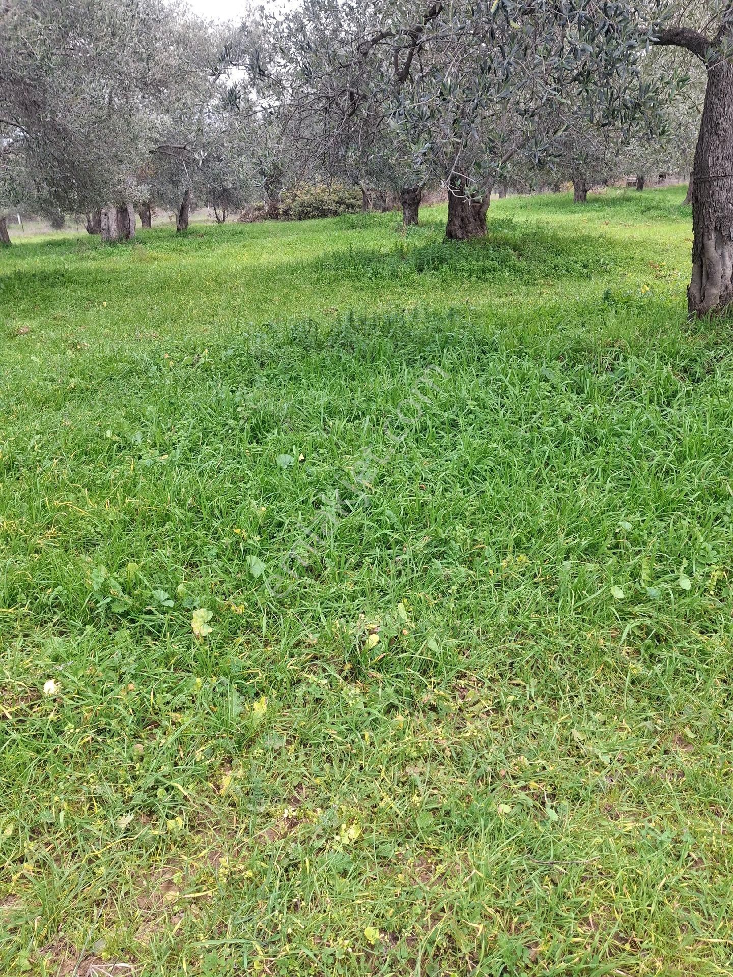 Mirya'dan Satılık Zeytinlik - Görsel 13