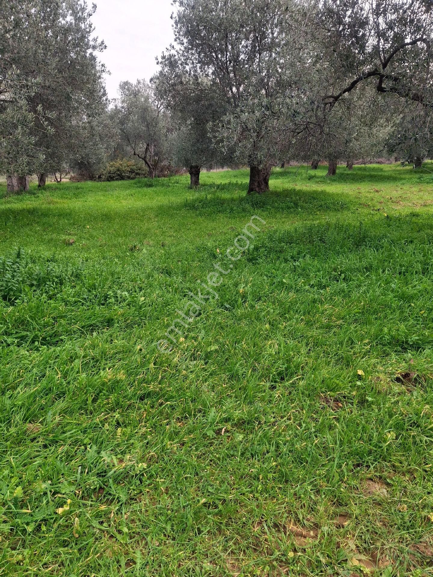 Mirya'dan Satılık Zeytinlik - Görsel 7
