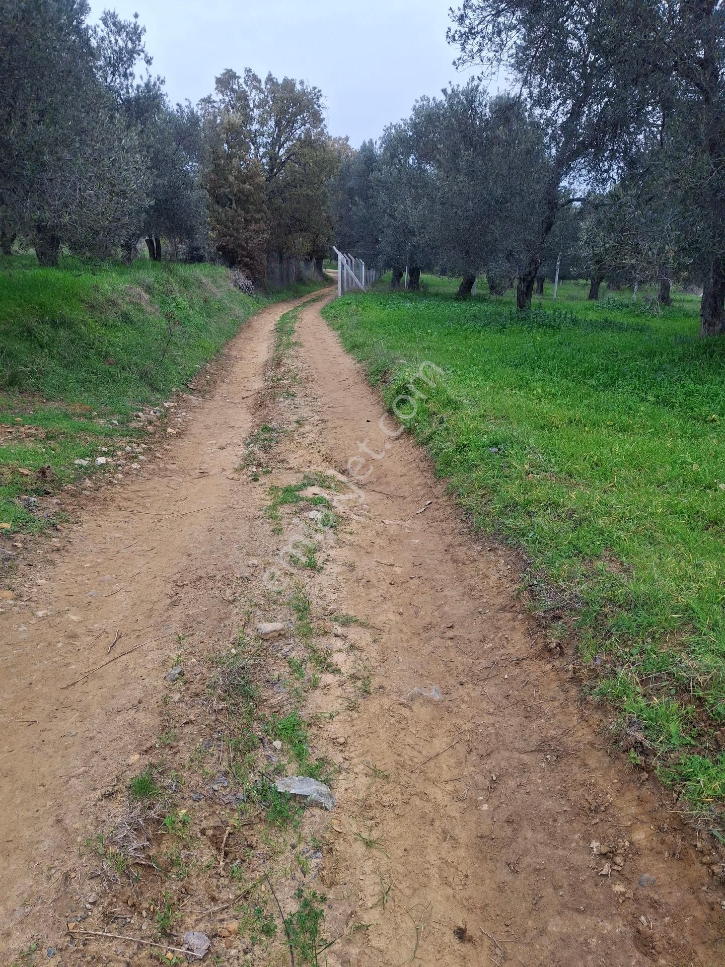 Mirya'dan Satılık Zeytinlik - Görsel 19