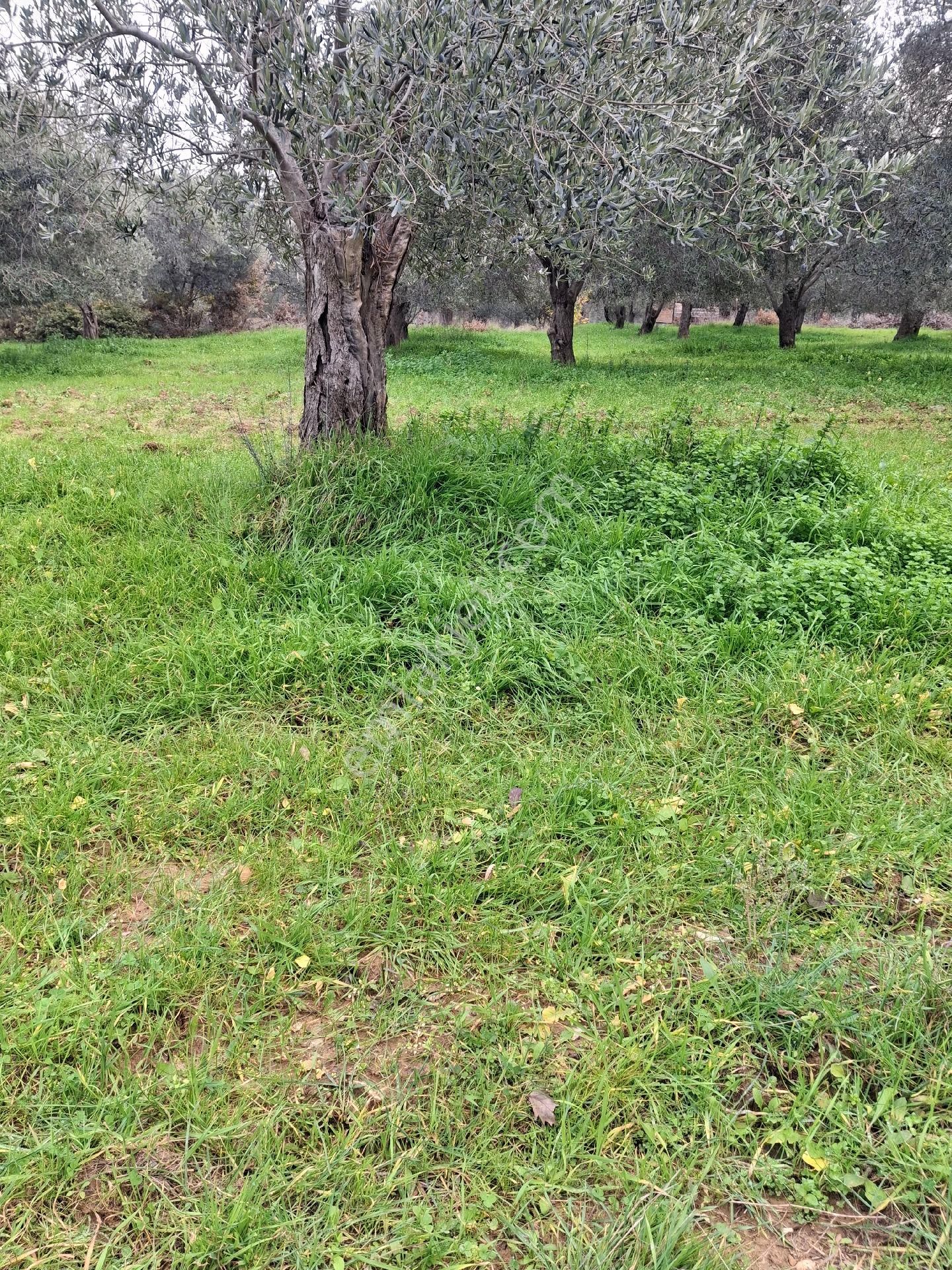 Mirya'dan Satılık Zeytinlik - Görsel 24