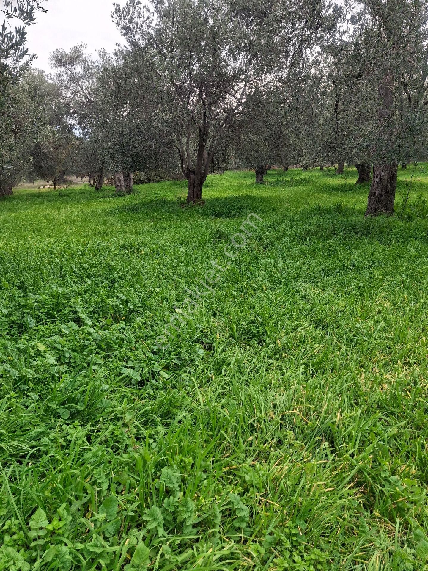 Mirya'dan Satılık Zeytinlik - Görsel 4