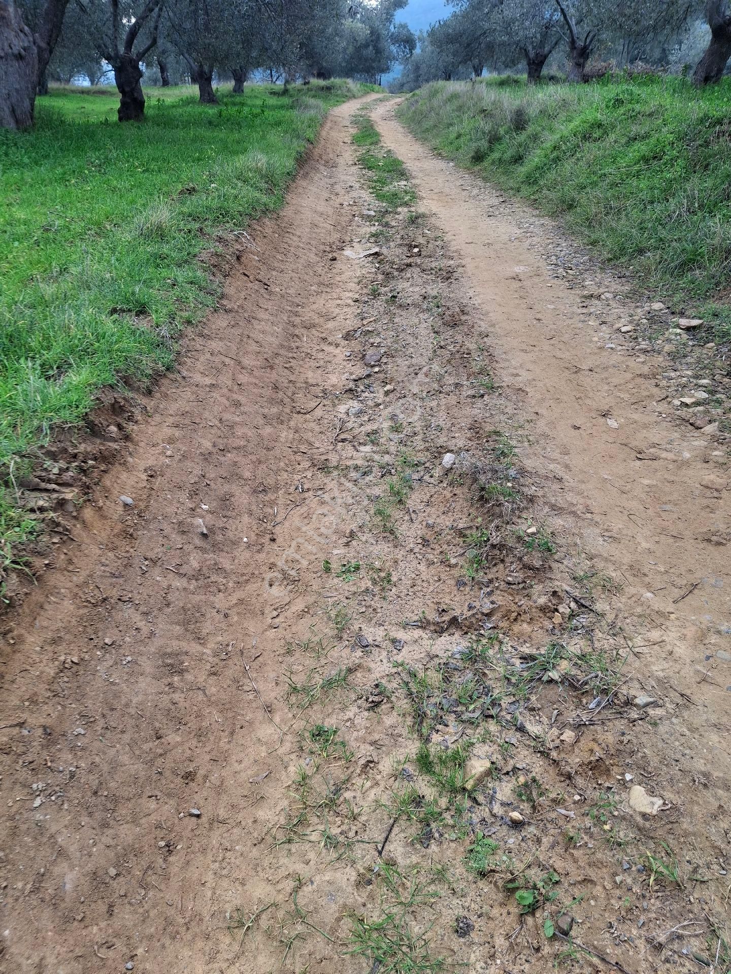 Mirya'dan Satılık Zeytinlik - Görsel 17