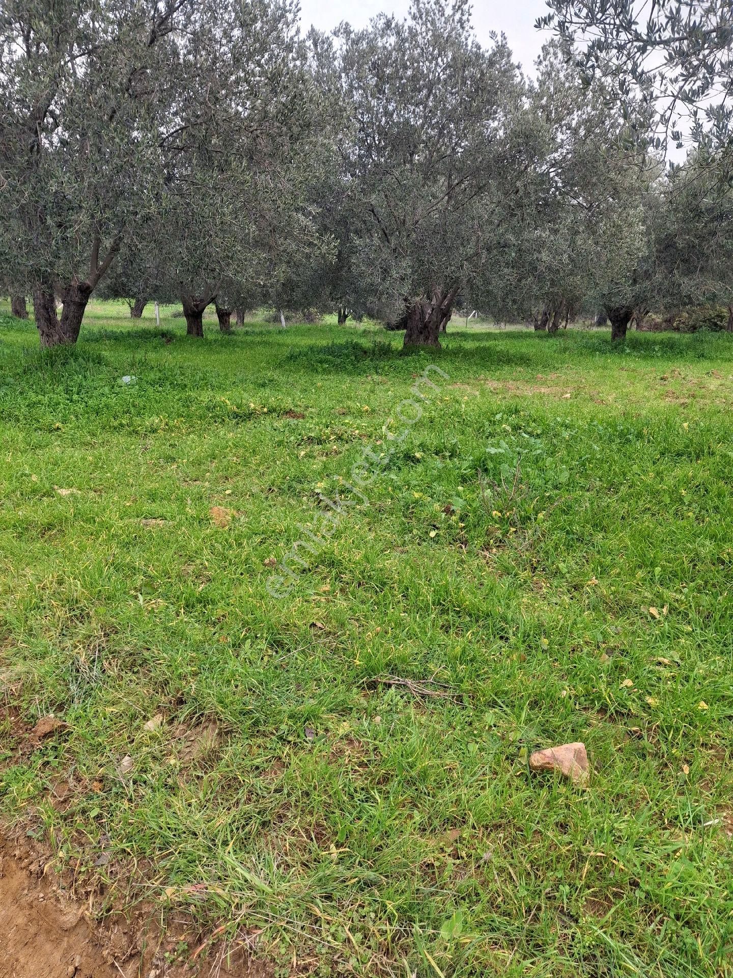 Mirya'dan Satılık Zeytinlik - Görsel 22