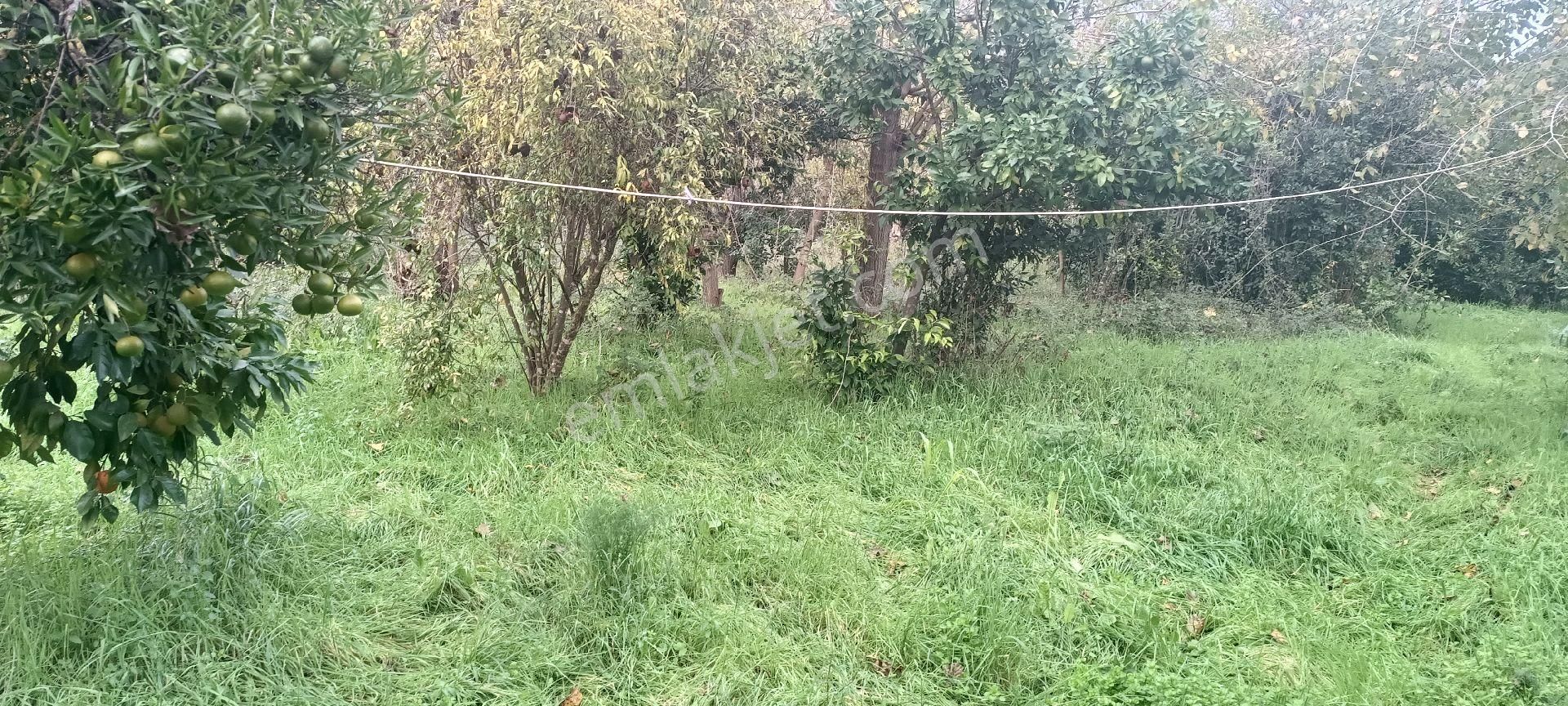 Muğla Köyceğiz Toparlar Mahallesi'nde %5 İmarlı Satılık Arsa - Görsel 5