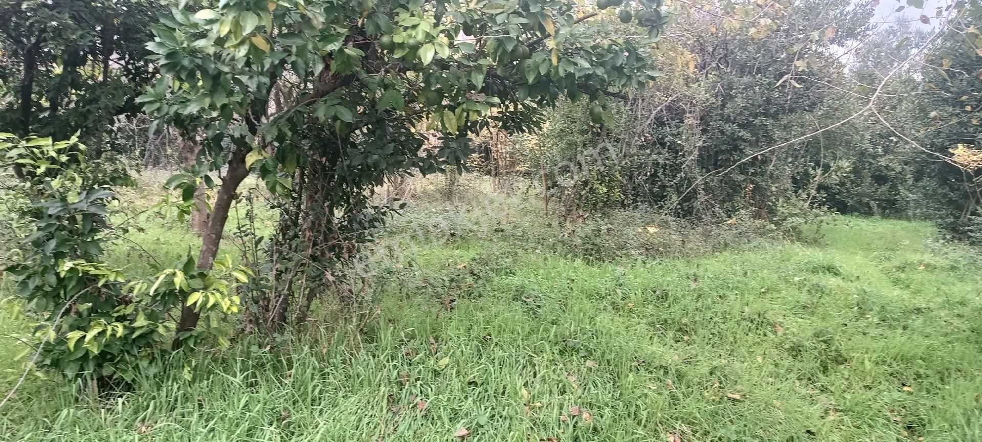 Muğla Köyceğiz Toparlar Mahallesi'nde %5 İmarlı Satılık Arsa - Görsel 3