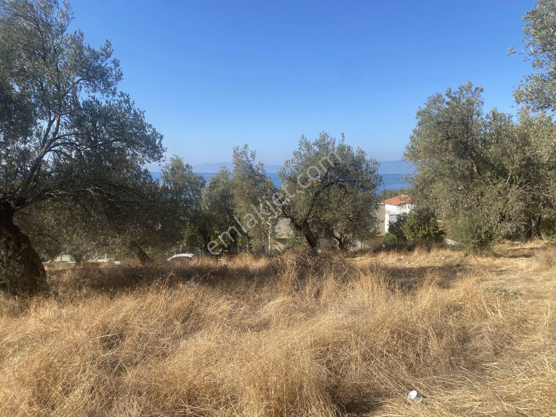 Balıkesir Gömeç Te Satılık 4,000 Metre Kare Villa İmarlı Arsa - Görsel 6