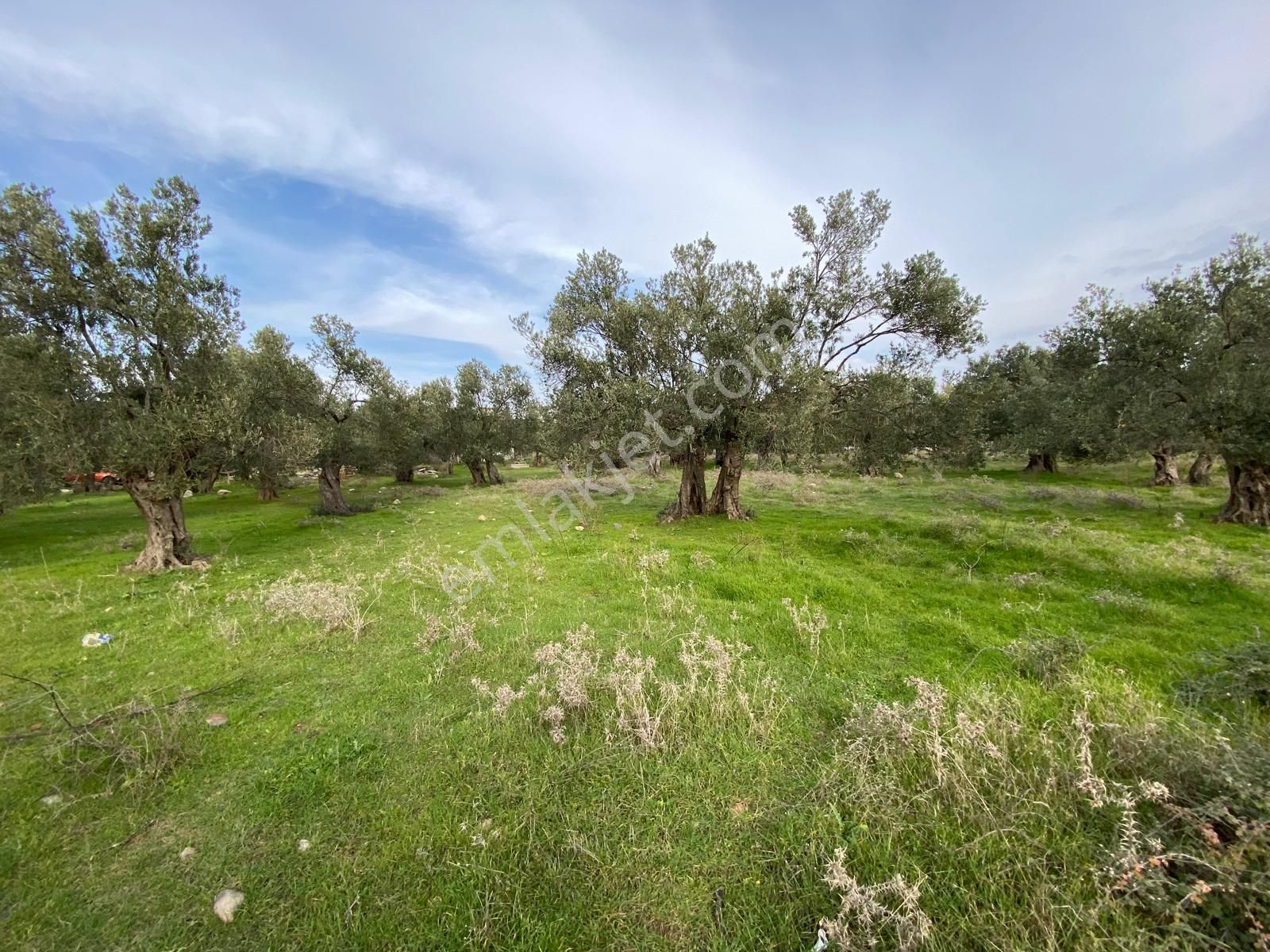 Balıkesir Havran Temaşalık Ta 5420 M2 İmarlı Zeytinlik Satılık - Görsel 13