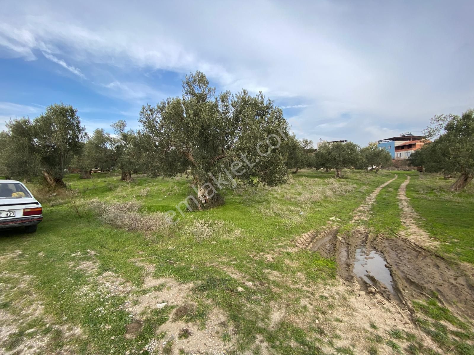 Balıkesir Havran Temaşalık Ta 5420 M2 İmarlı Zeytinlik Satılık - Görsel 10