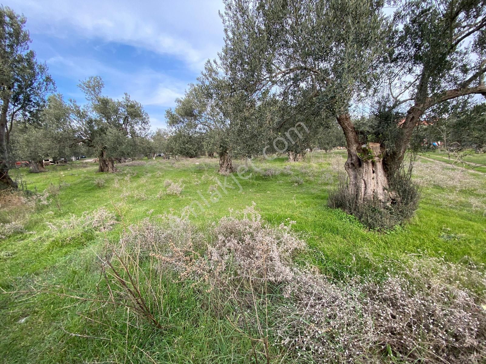 Balıkesir Havran Temaşalık Ta 5420 M2 İmarlı Zeytinlik Satılık - Görsel 7