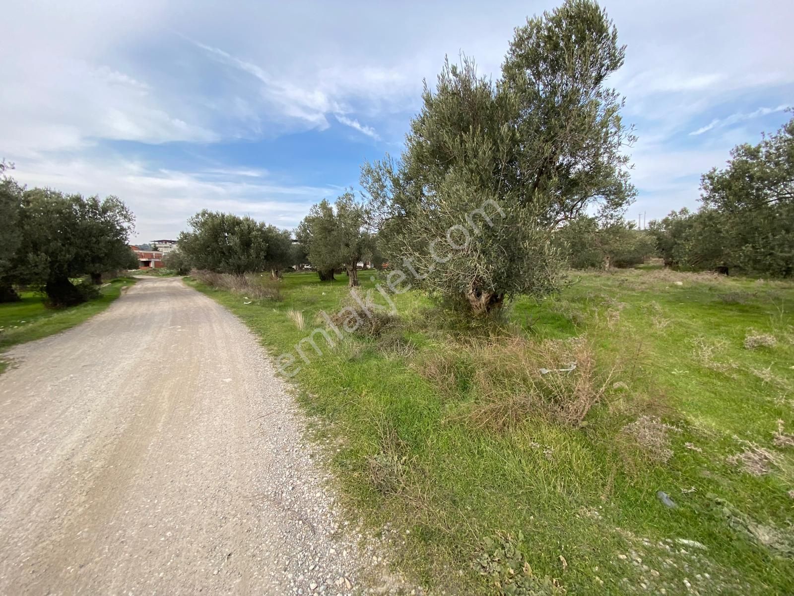 Balıkesir Havran Temaşalık Ta 5420 M2 İmarlı Zeytinlik Satılık