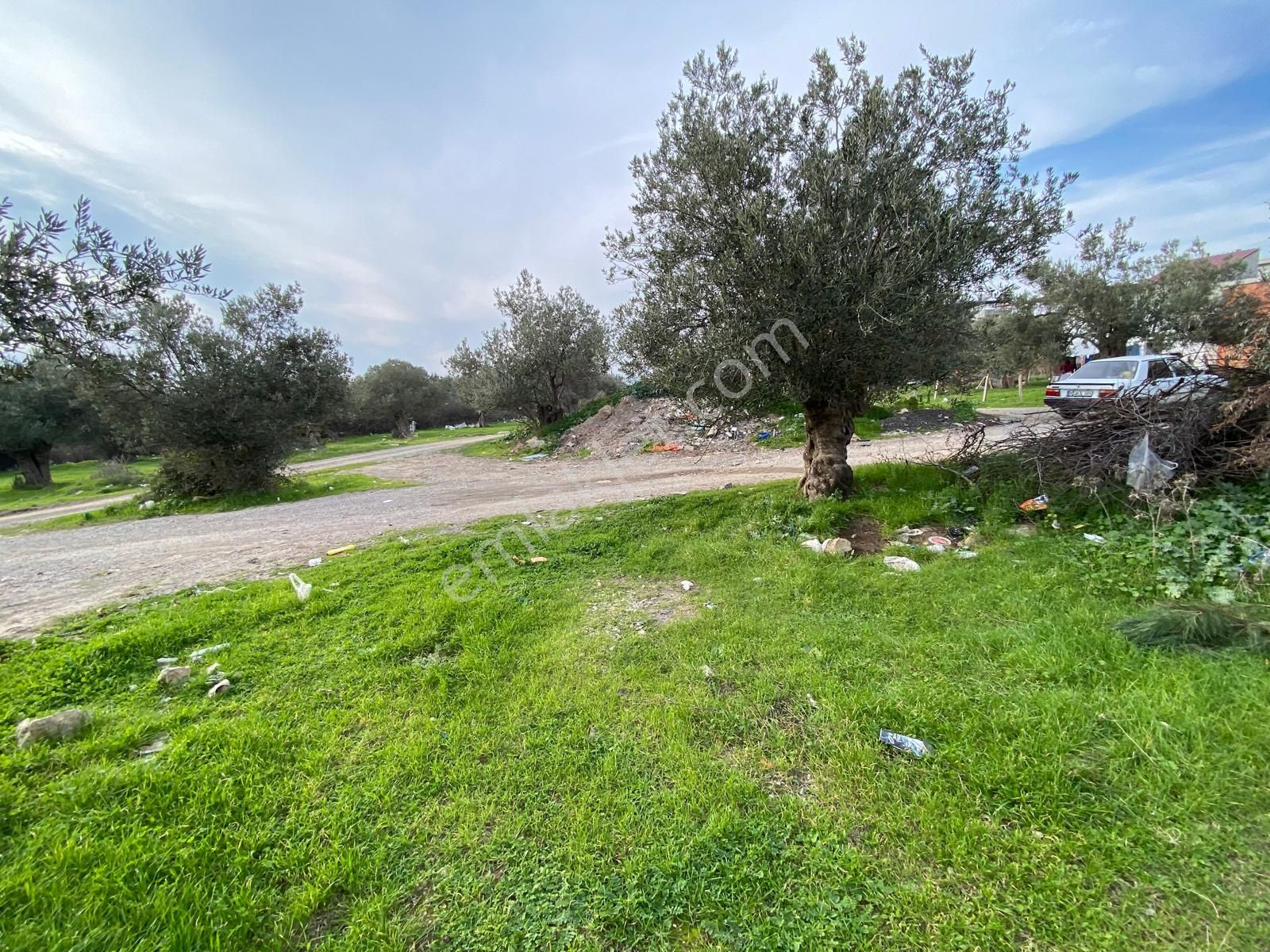 Balıkesir Havran Temaşalık Ta 5420 M2 İmarlı Zeytinlik Satılık - Görsel 2
