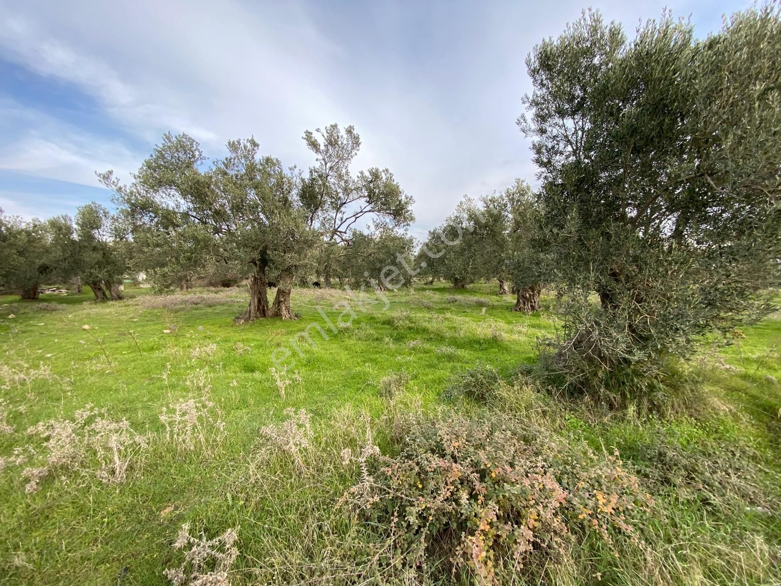 Balıkesir Havran Temaşalık Ta 5420 M2 İmarlı Zeytinlik Satılık - Görsel 15