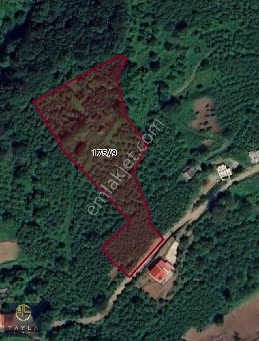 Yayla Gayrimenkulden Eriklide Satılık Fındık Tarlası