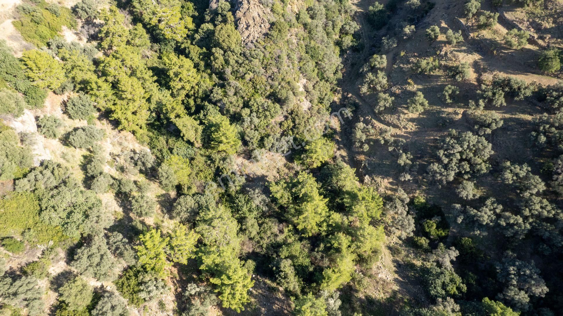 Datça Mesudiye'de Satılık 501m² Yatırım Değeri Yüksek Tarla - Görsel 10