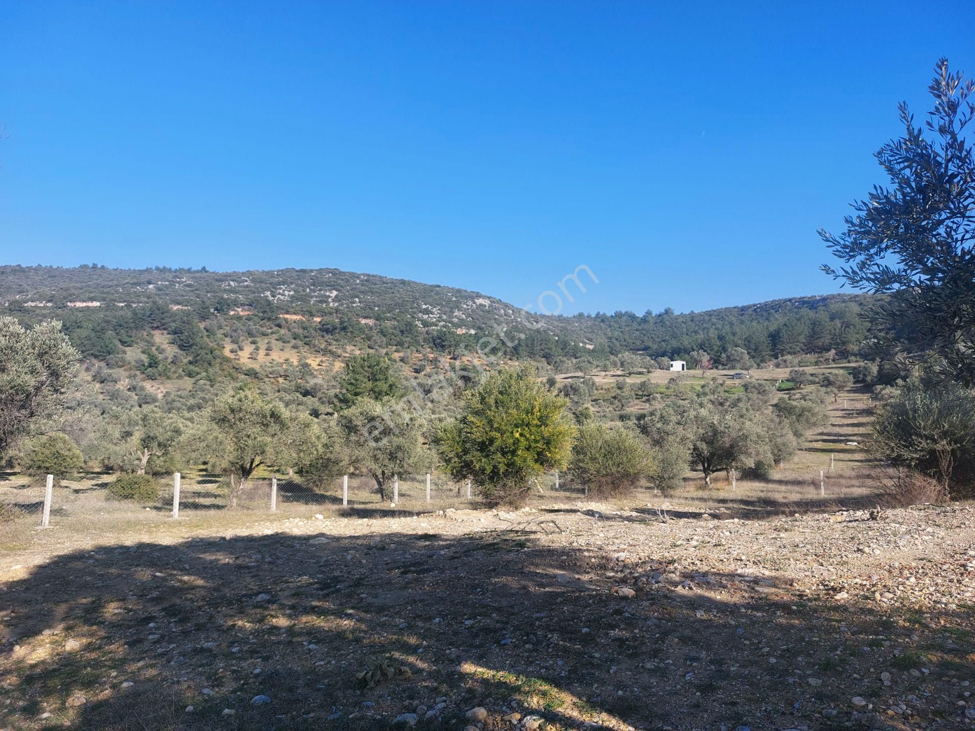 Torbalı Demirciköy De 6,702m2 Zeytinli Tarla - Görsel 15