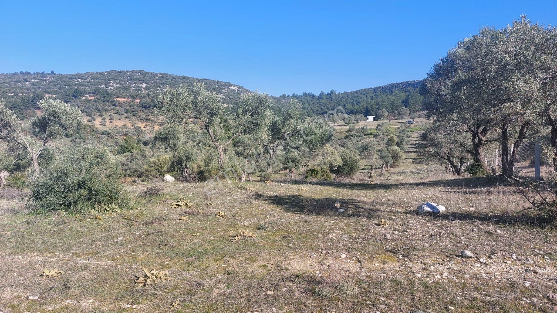 Torbalı Demirciköy De 6,702m2 Zeytinli Tarla - Görsel 19