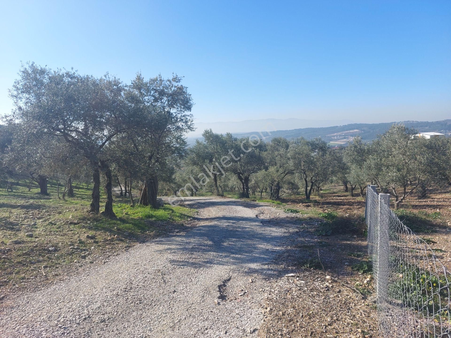 Torbalı Demirciköy De 6,702m2 Zeytinli Tarla - Görsel 11