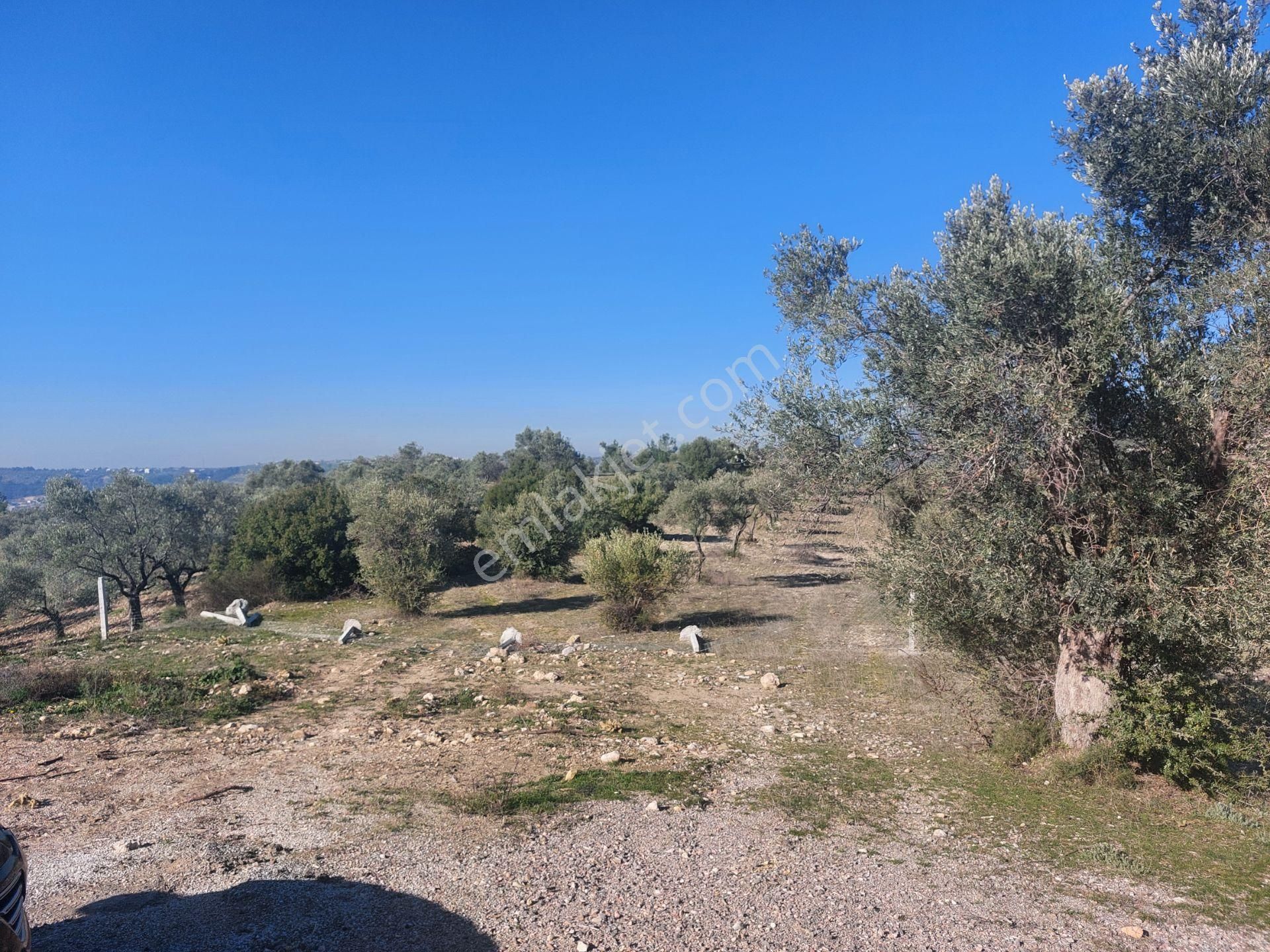 Torbalı Demirciköy De 6,702m2 Zeytinli Tarla - Görsel 9