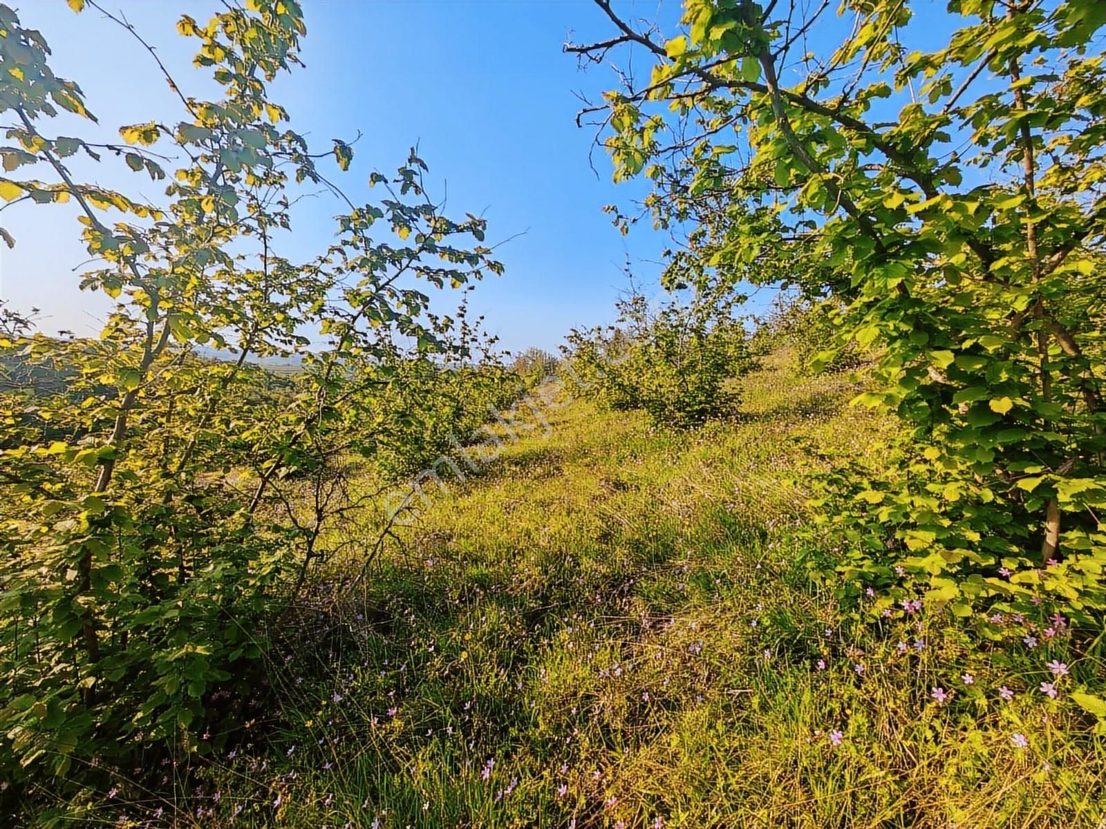Turyap'tan Kandıra Sarı Ahmetlerde 14,709 M2 Satılık Fındıklık - Görsel 8