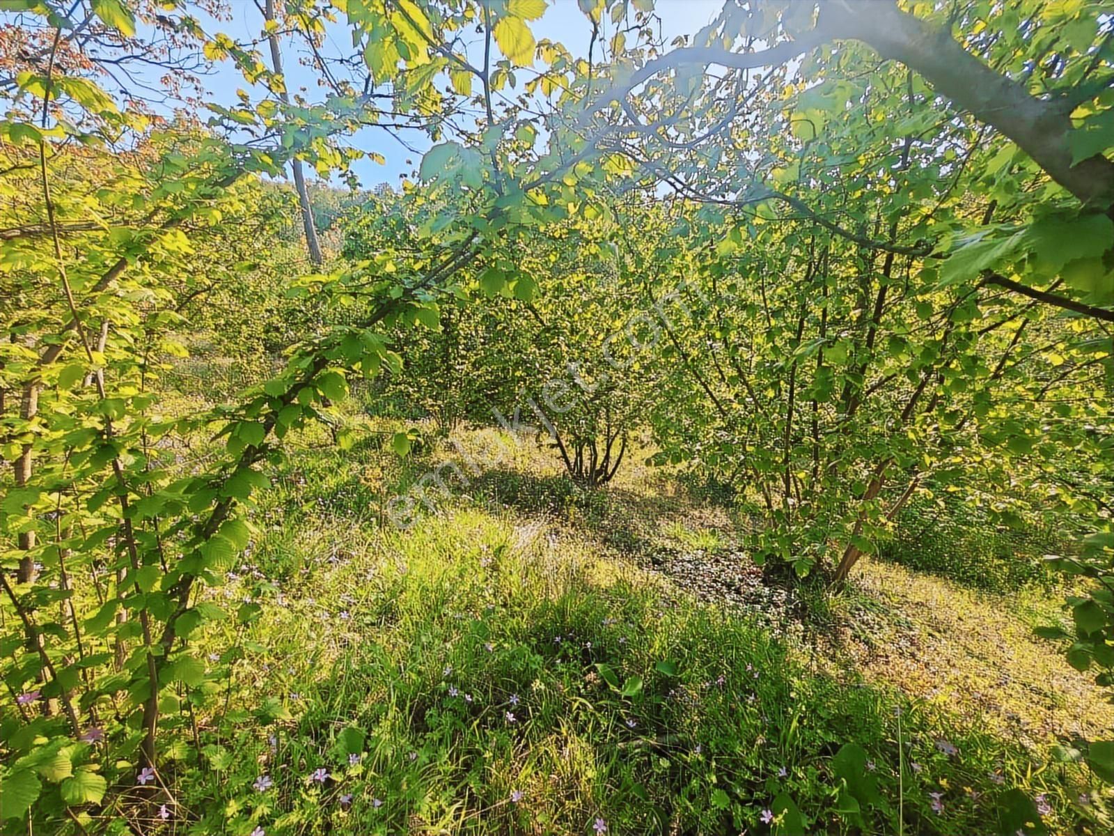 Turyap'tan Kandıra Sarı Ahmetlerde 14,709 M2 Satılık Fındıklık - Görsel 10