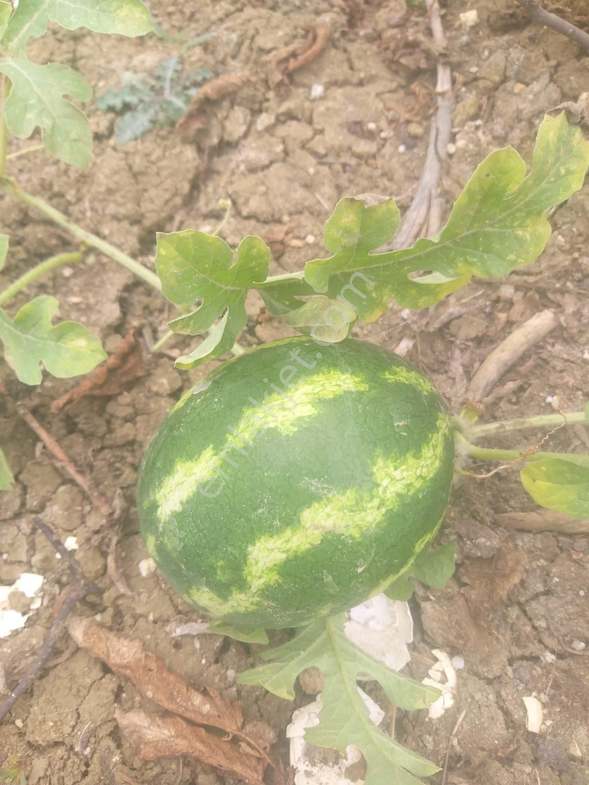 Silivri Akörende 383 M2 Hobi Bahçesi - Görsel 4