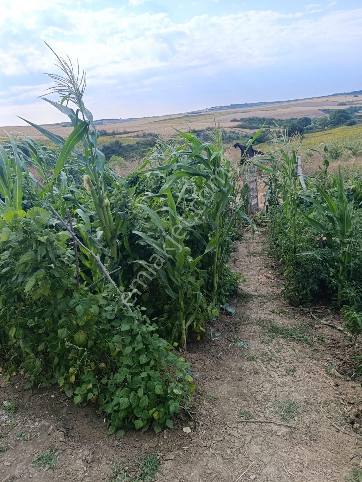 Silivri Akörende 383 M2 Hobi Bahçesi - Görsel 17