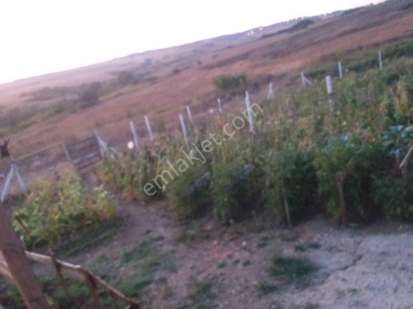 Silivri Akörende 383 M2 Hobi Bahçesi - Görsel 16