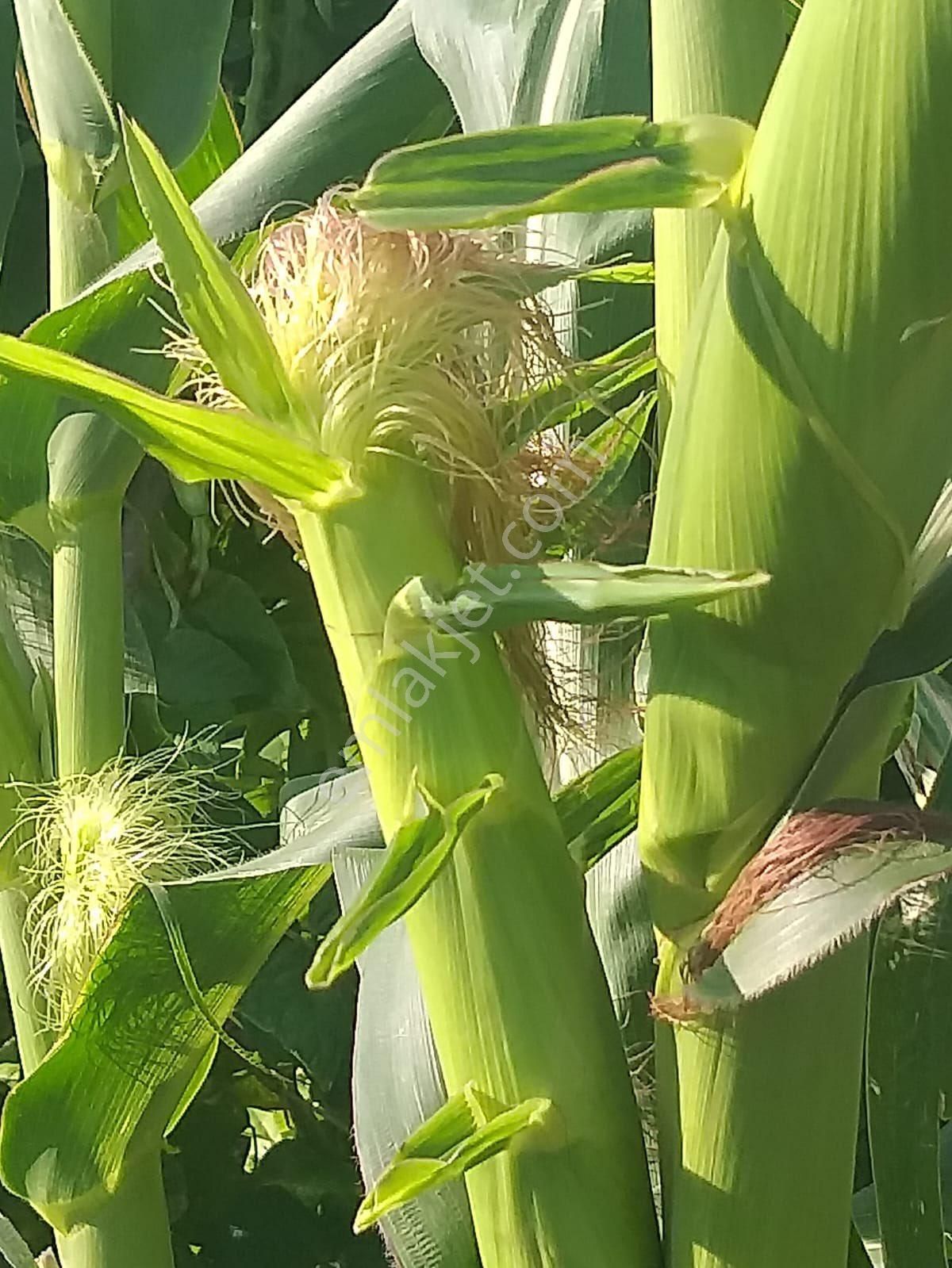 Silivri Akörende 383 M2 Hobi Bahçesi - Görsel 7