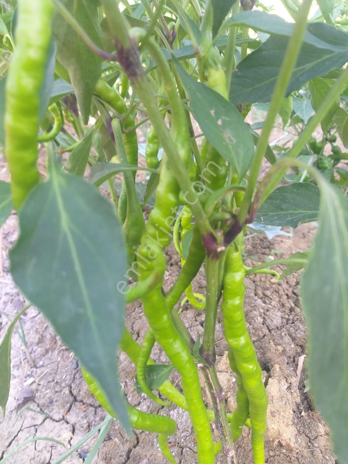 Silivri Akörende 383 M2 Hobi Bahçesi - Görsel 3