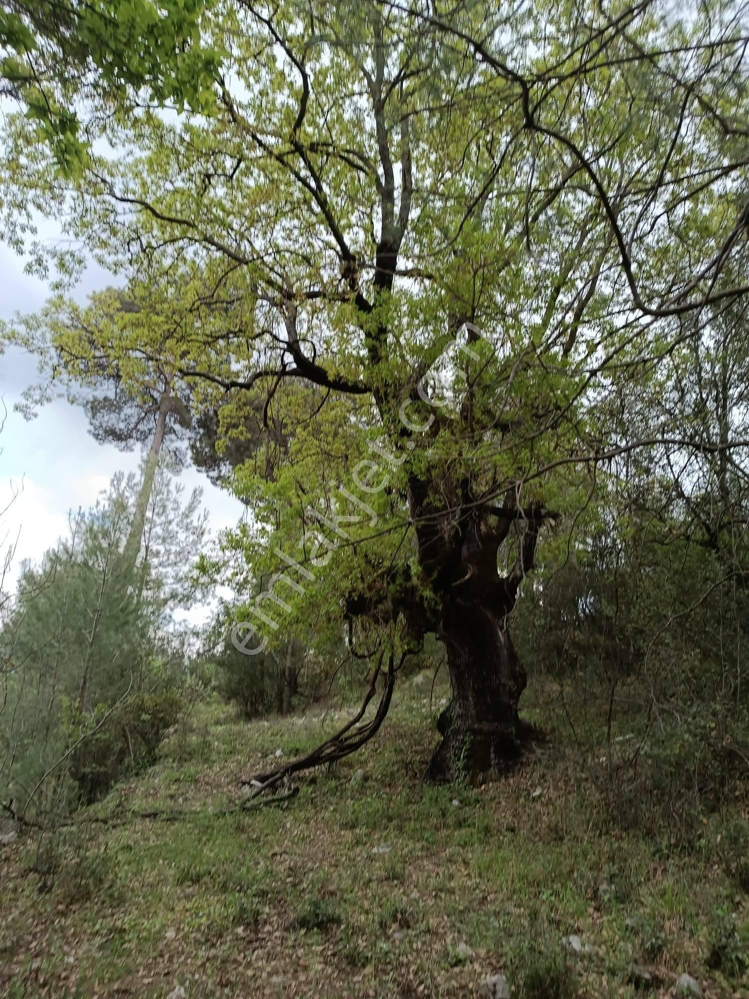 Arkadaş İnşaat Emlaktan Kumluca Karacaören Müstakil Tapu Tarla - Görsel 8