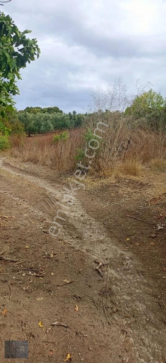 Mudanya Hançerli Köyünde 1950 M2 Satılık Arazi - Görsel 15